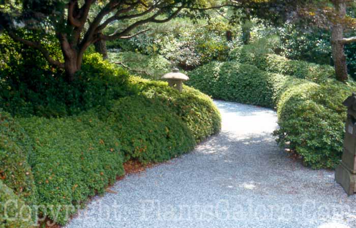 PGC-H-Paths-Gravel-21