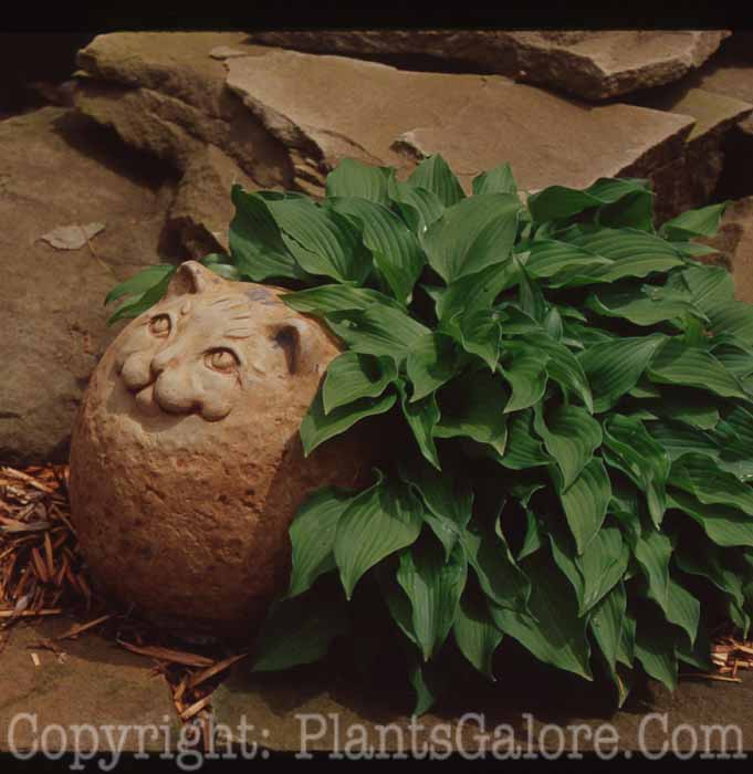 PGC-H-Statuary-Animal-59