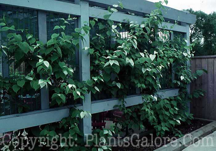 PGC-H-Structures-Arbor-17