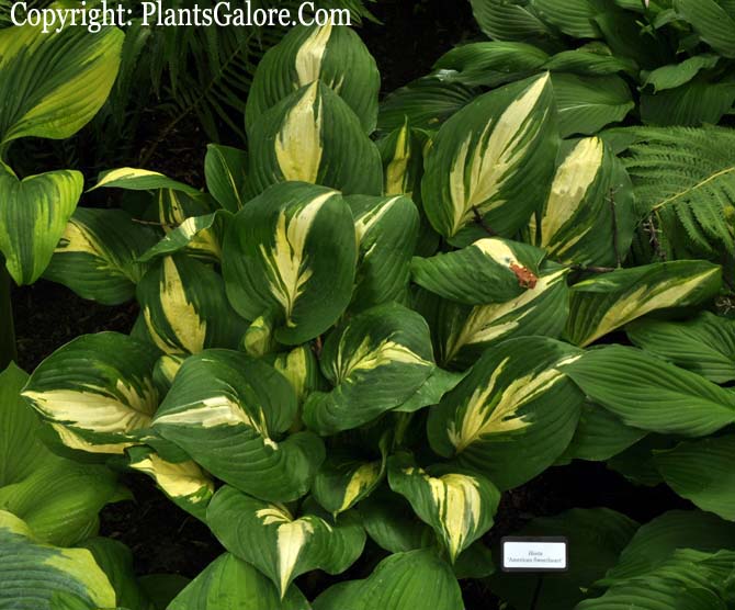 Hosta 'American Sweetheart' from The Hosta Helper Presented by