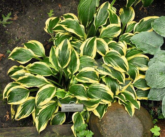 P00 Hosta 'Banyai's Candy Cane' from The Hosta Helper Presented by