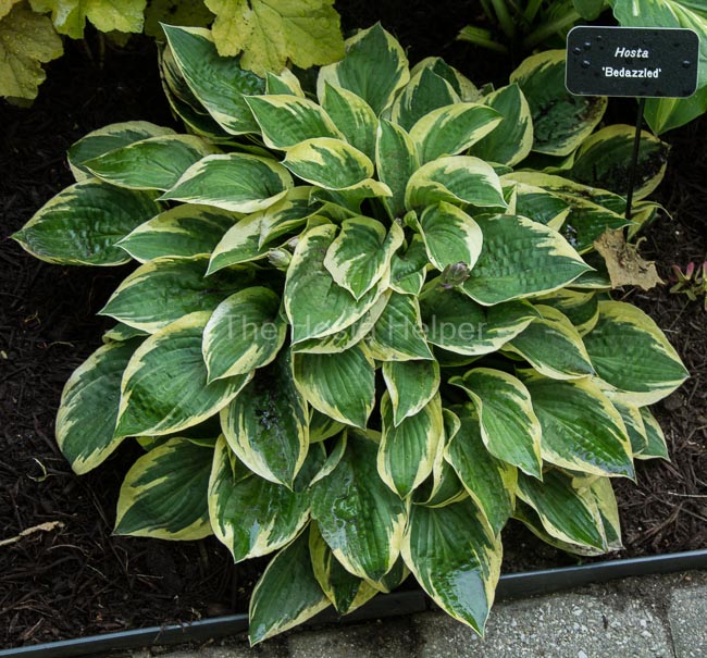 P00 Hosta 'Double D Cup' from The Hosta Helper - Presented by