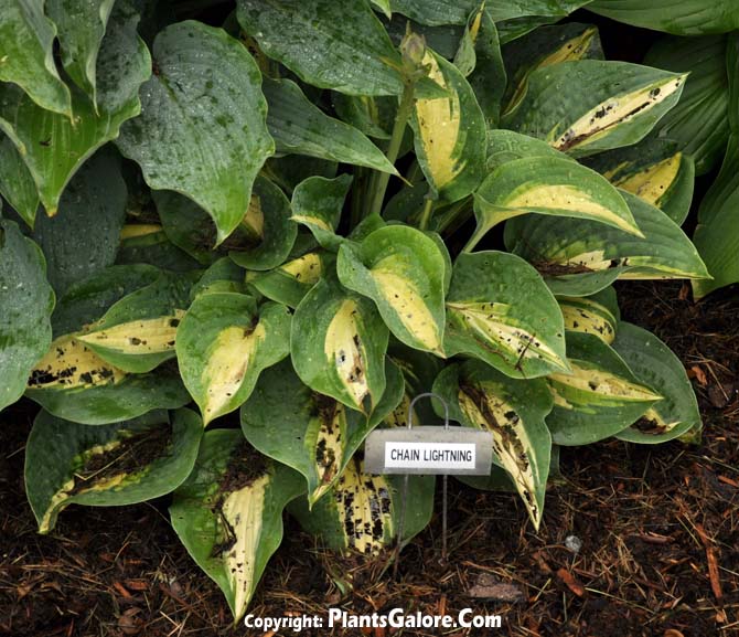 Hosta (Replace) 'Chain Lightning' from The Hosta Helper Presented by