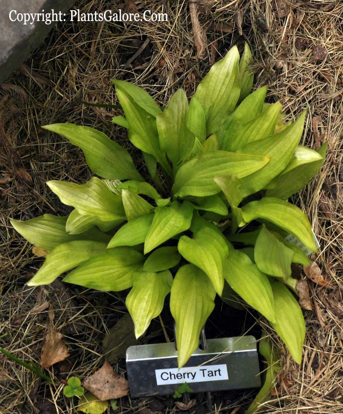 Hosta Cherry Tart