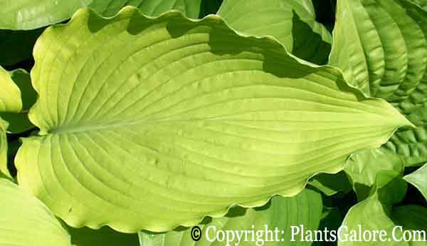 choo choo train. Hosta #39;Choo Choo Train#39; from