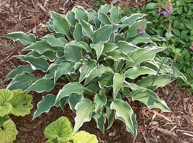 P00 Hosta 'Double D Cup' from The Hosta Helper - Presented by