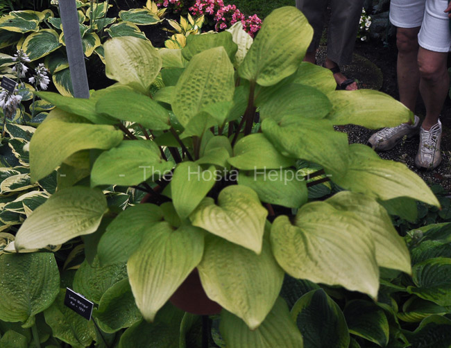 P00 Hosta 'Double D Cup' from The Hosta Helper - Presented by