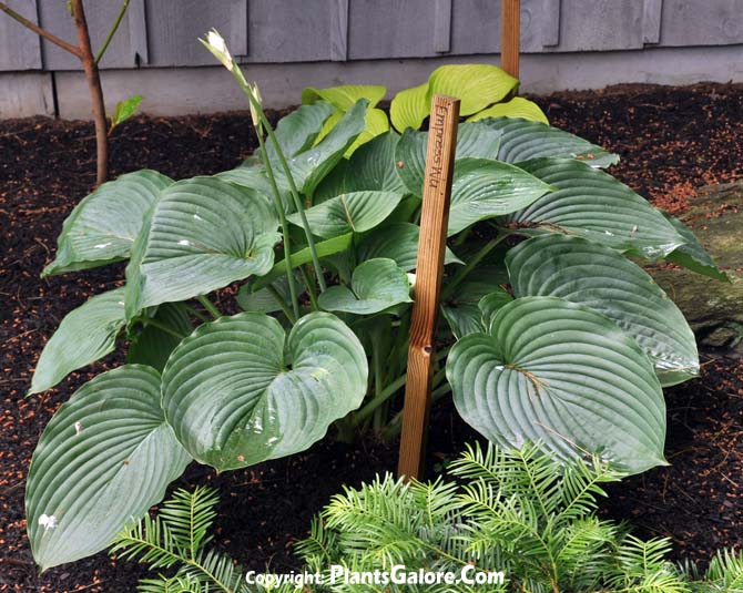 Hosta 'Empress Wu' from The Hosta Helper - Presented by PlantsGalore.Com
