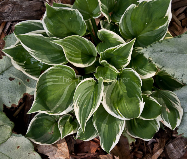 P00 Hosta 'Double D Cup' from The Hosta Helper - Presented by