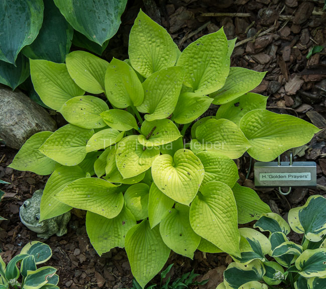 Hosta 'Golden Prayers' from The Hosta Helper Presented by