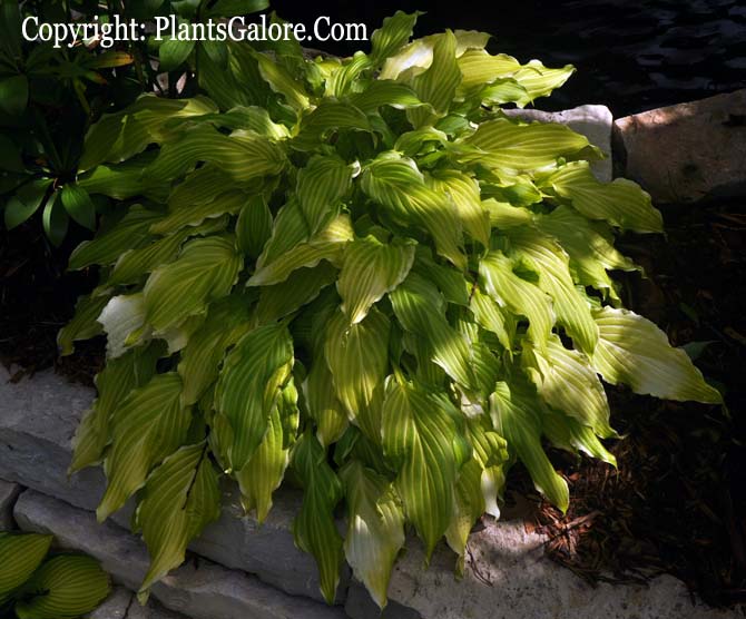 Hosta 'Lakeside Party Dress' from The Hosta Helper Presented by
