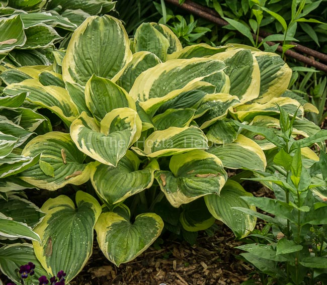 P00 Hosta 'Double D Cup' from The Hosta Helper - Presented by