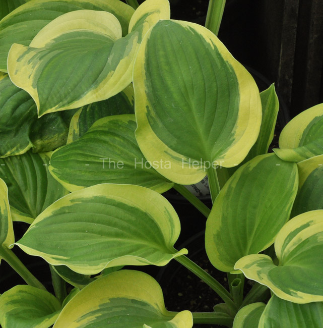 P00 Hosta 'Double D Cup' from The Hosta Helper - Presented by