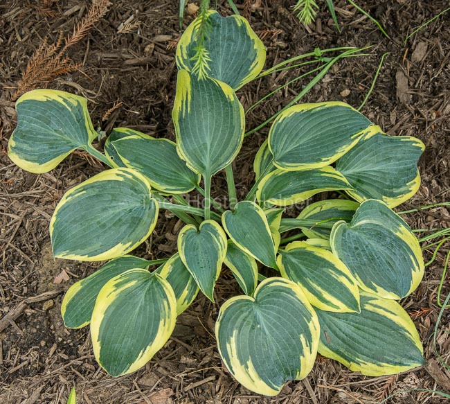 Hosta 'Permafrost' from The Hosta Helper - Presented by PlantsGalore.Com