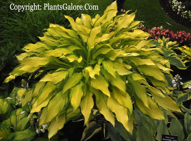 Hosta Pineapple Upside Down Cake Hosta Pineapple Upside Down Cake