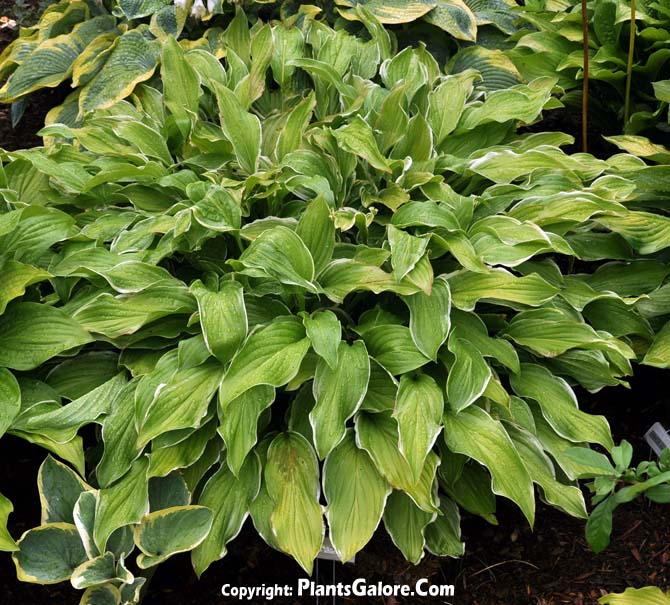 Hosta 'Sugar and Cream' from The Hosta Helper Presented by