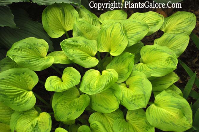 Hosta ‘Tattoo’ from The Hosta Helper - Presented by PlantsGalore.Com
