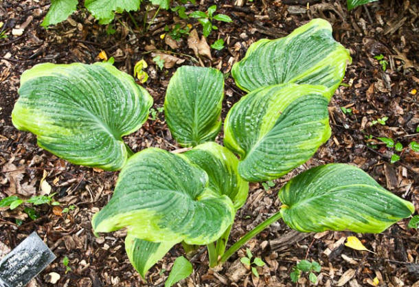 P00 Hosta 'Double D Cup' from The Hosta Helper - Presented by