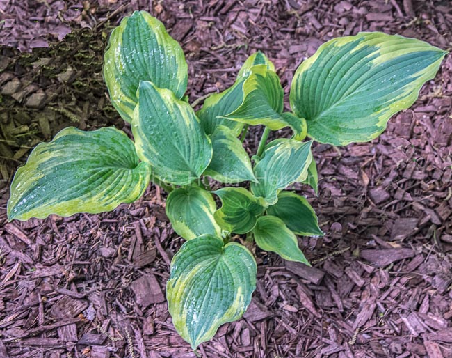 P00 Hosta 'Double D Cup' from The Hosta Helper - Presented by