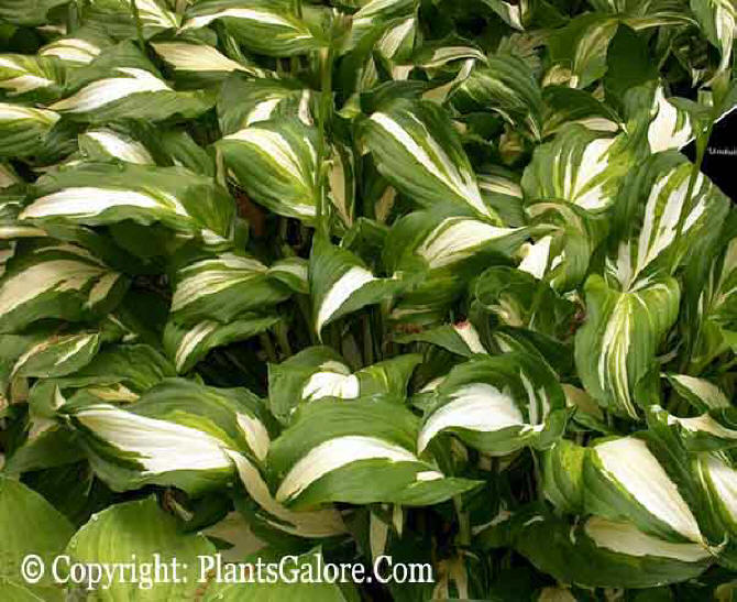 Complete index of hosta names Complete index of hosta names