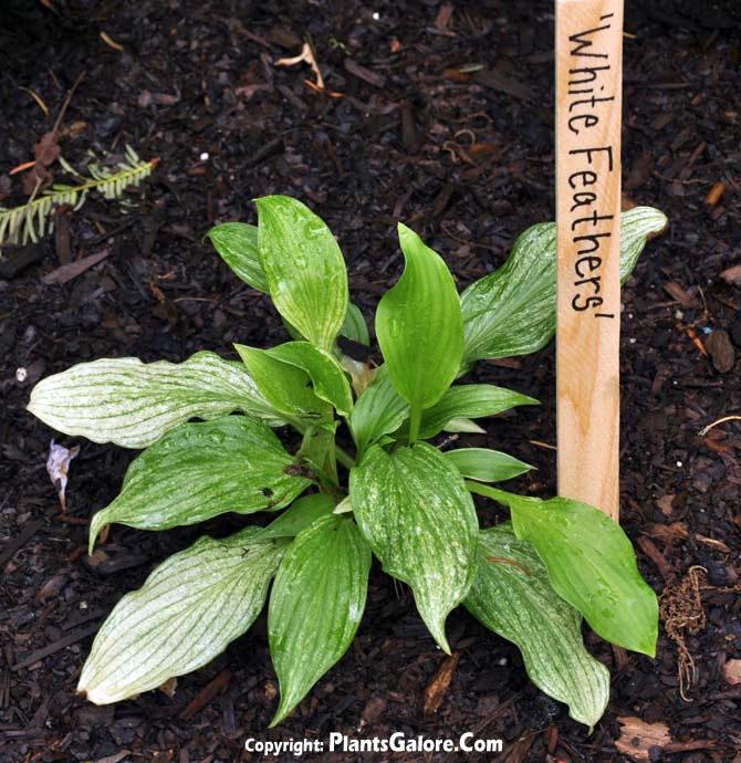 Hosta 'White Feather' from The Hosta Helper Presented by