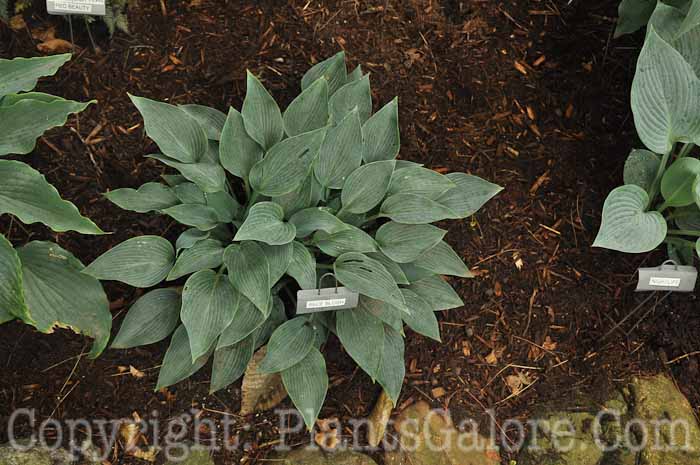 Hosta_Blue_Blush_AHS-6-24-2011-665