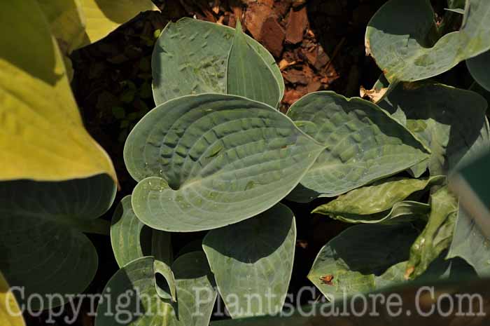 Hosta_Blue-Chip-2010-Wades