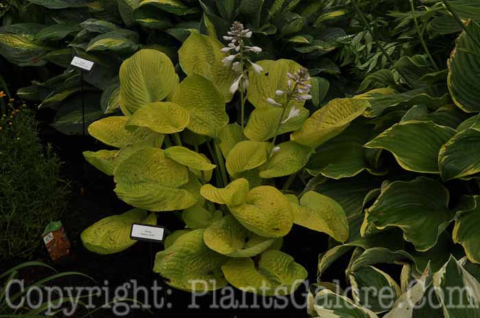 Hosta_Aspen-Gold-01-2010-AHS