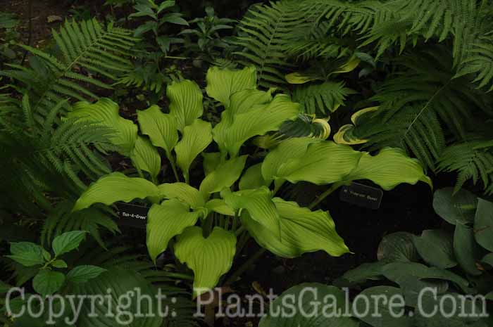 Hosta_Dab-A-Green-2010-AHS