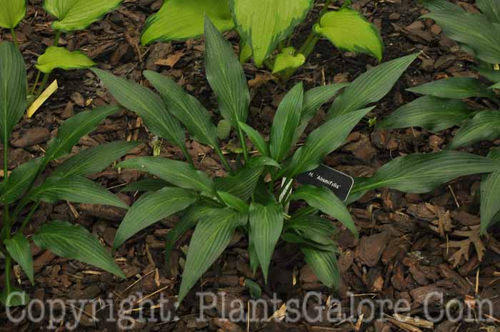 Hosta_Alismifolia-2010-AHS