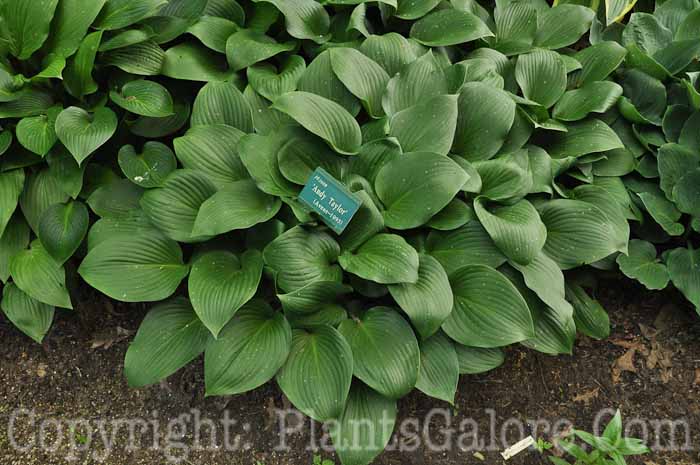 Hosta_Andy-Taylor-2010-Wades