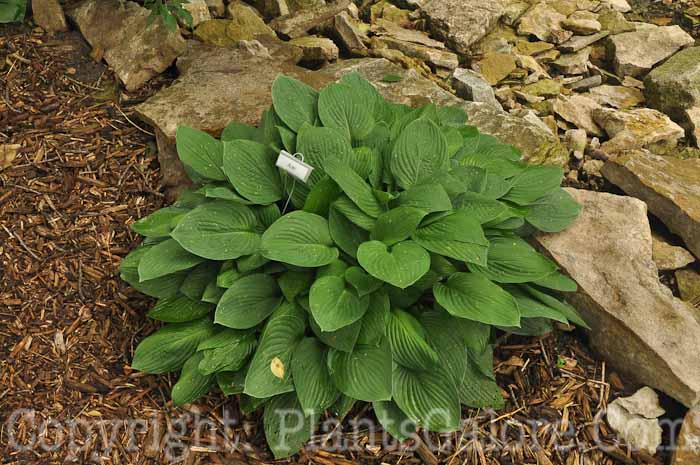 Hosta_Aoki-44-2010-AHS