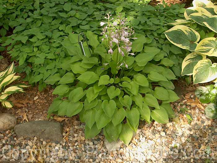 Hosta_Apple-Green-2009