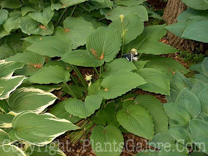 Hosta_Big-Sam-010271