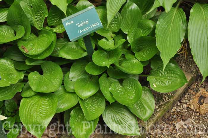 Hosta_Bubba-2010-Wades