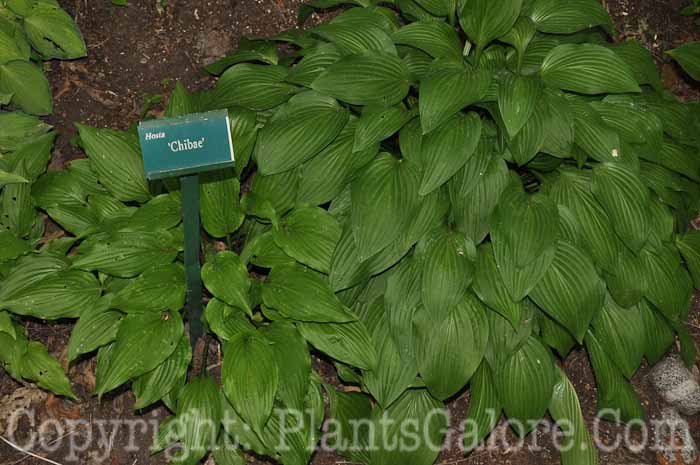 Hosta_Chibae-00-2010