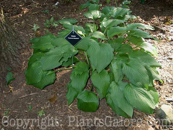 Hosta_Fortunei-Albopicta-ku00