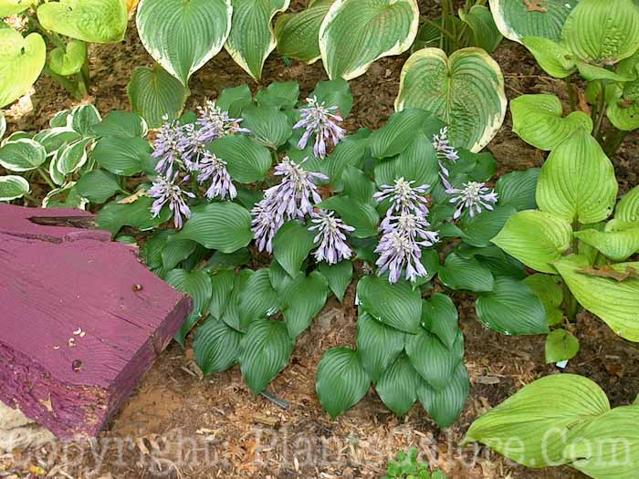 Hosta_Grand-Finale-Large-Wilkins-09