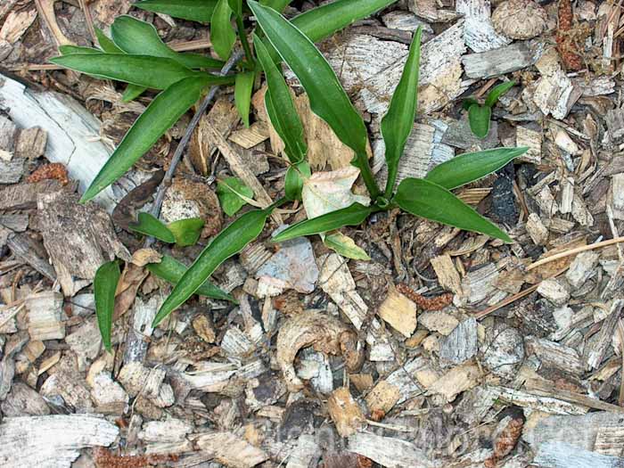 Hosta_Green-Fingers-2009