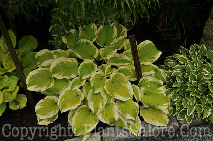 Hosta_Delta_Dawn_AHS-6-24-2011-001