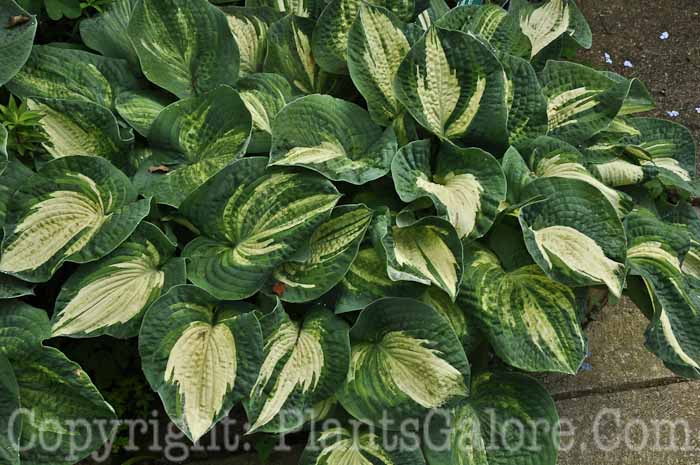 Hosta_American-Masterpiece-2010-Wades