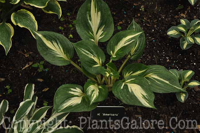 Hosta_Americana-2010-AHS