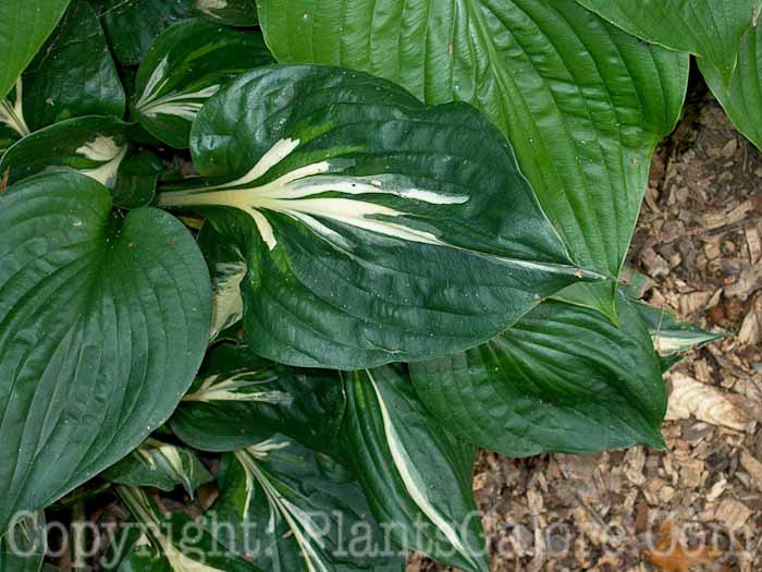 Hosta_Americana-Leaf-2009