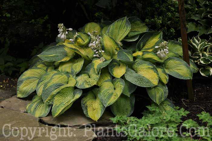 Hosta_Bright_Lights_AHS-6-24-2011-001