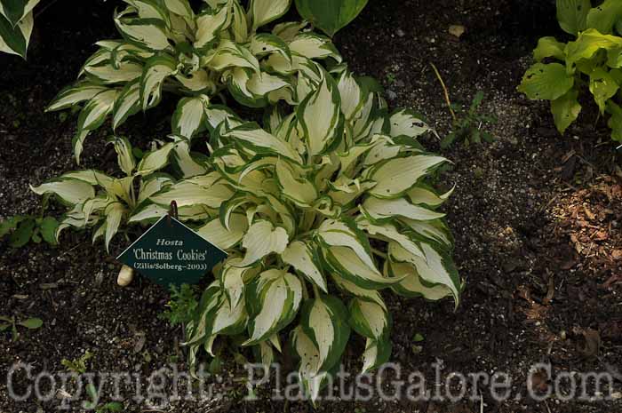 Hosta_Christmas-Cookies-2010-Wades