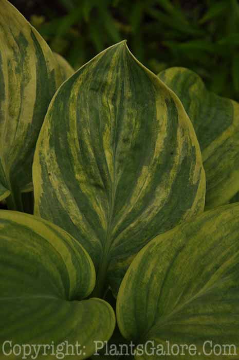 Hosta_Dorothy_Benedict_87_2010_AHS