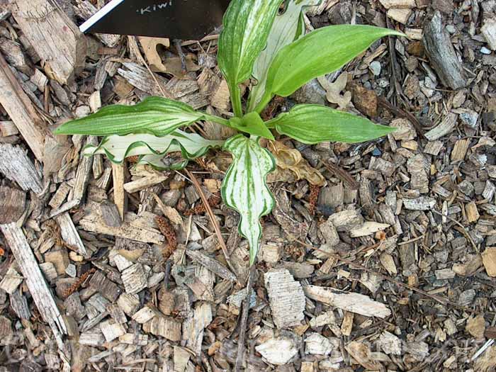 Hosta_Kiwi-Spearmint-2009