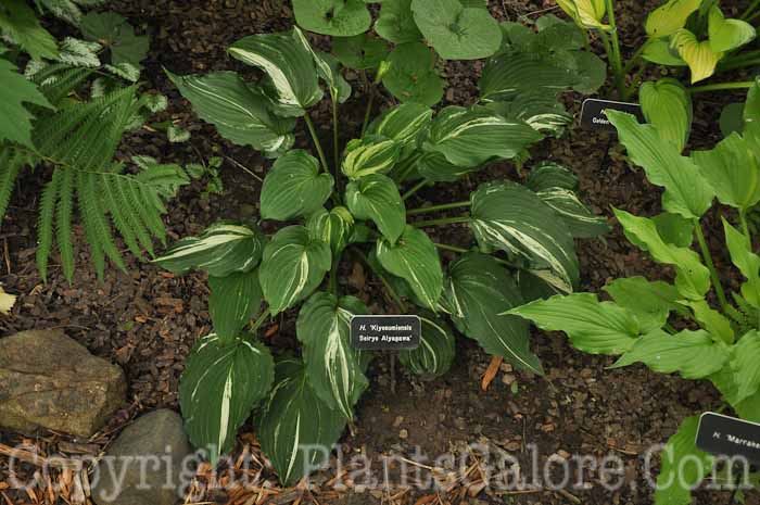 Hosta_Kiyosumiensis-Seiryo-Aiyagawa-2010-AHS