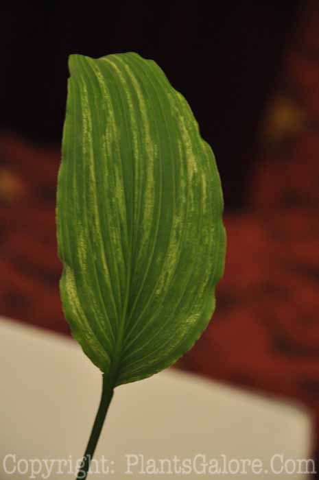 Hosta_kikutii_polyneuron_Yoshinogawa_AHS-Lf-Show-2011-001