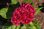 PGC-A-Celosia-Burgundy-Giant-2010-001